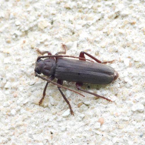 Réf. 284 830 : Arhopalus rusticus